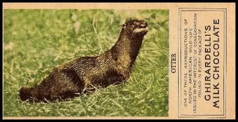 23 Otter